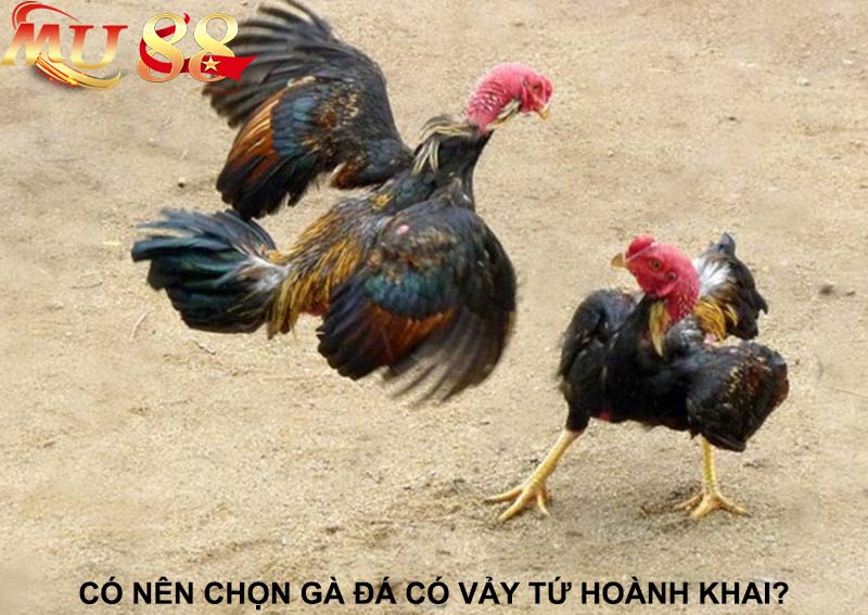 có nên chọn vảy gà tứ hoành khai