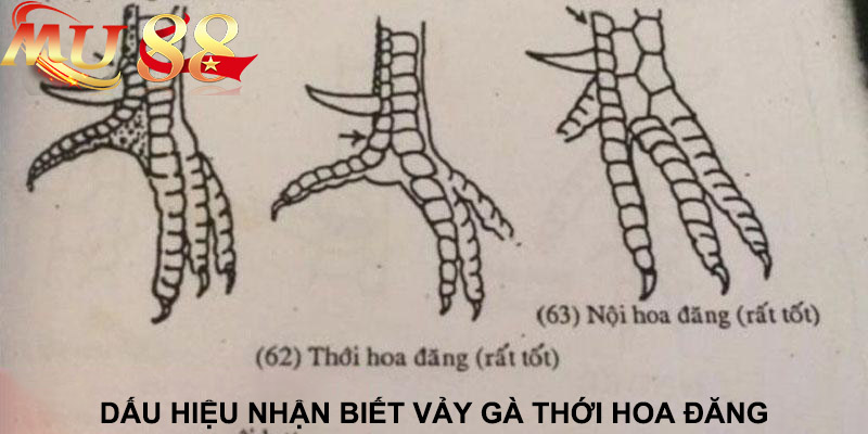 dấu hiệu nhận biết vảy gà thới hoa đăng