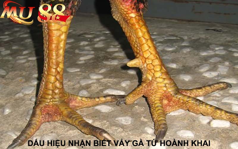 dấu hiệu nhận biết vảy gà tứ hoành khai