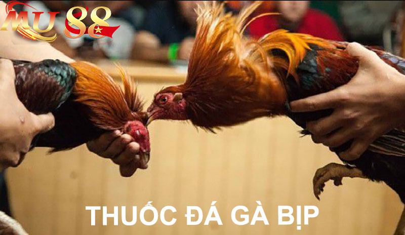 thuốc đá gà bịp