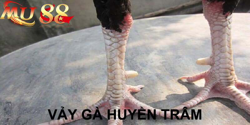 vảy gà huyền trâm